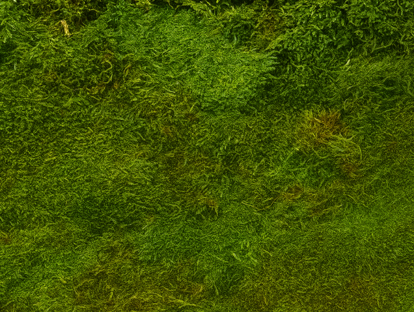 Preserved Natural Moss Panel