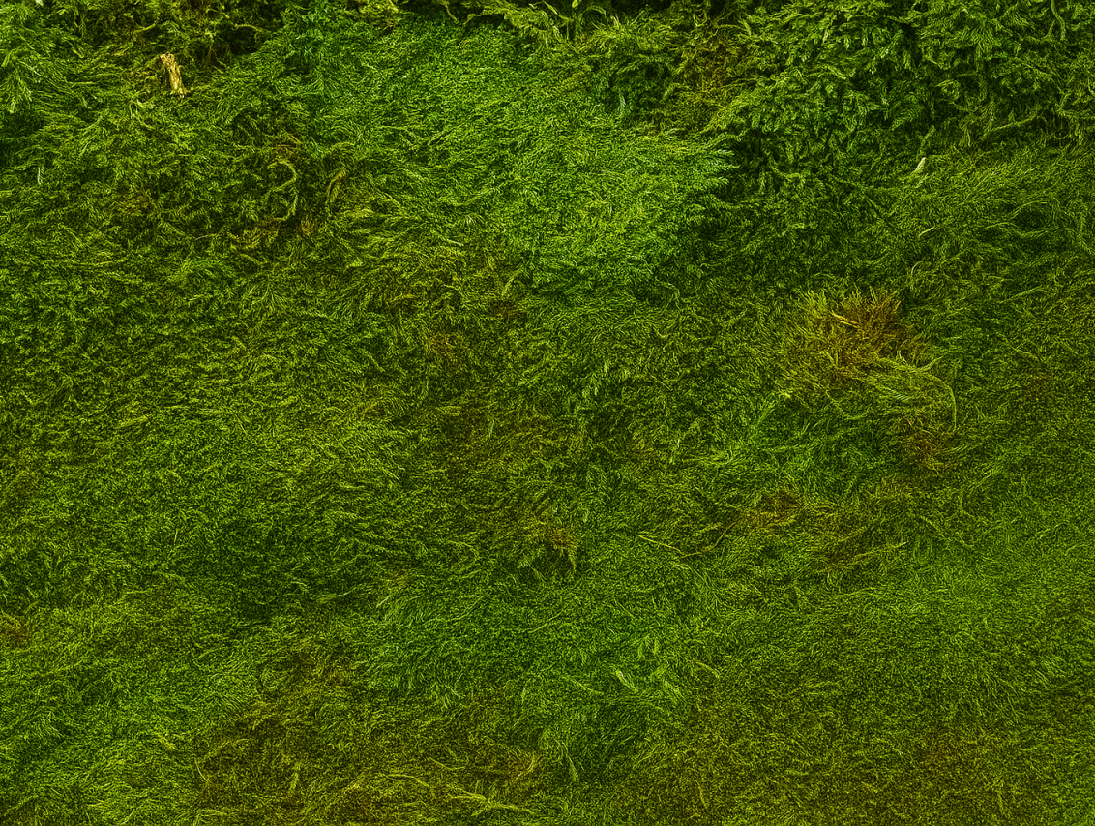 Preserved Natural Moss Panel
